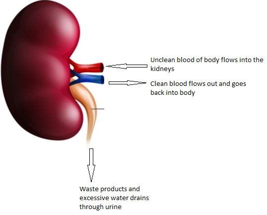 Kidney Health