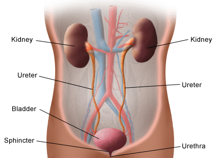 Urine Frequency and Urgency